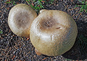 Agaricus augustus